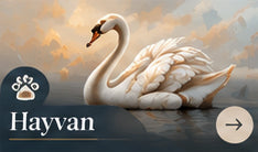 Hayvan