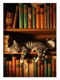 Kitap rafları arasında kıvrılmış huzurla uyuyan kedi.