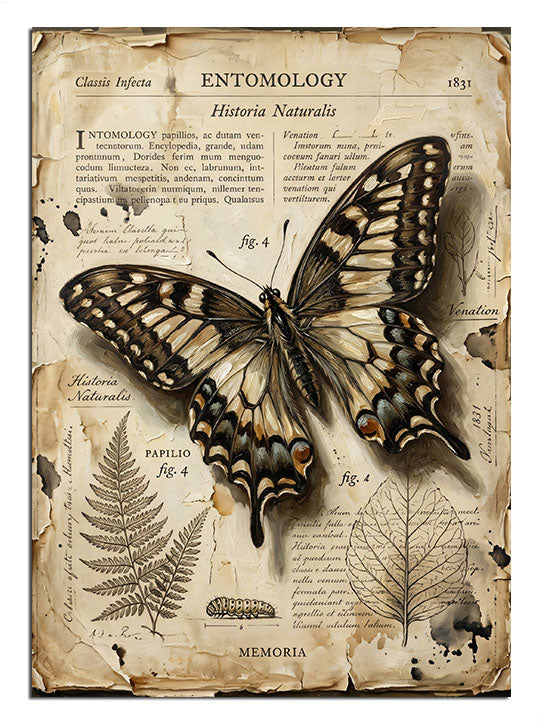 Entomology yazılı vintage kelebek illüstrasyon posteri tablosu.