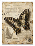 Entomology yazılı vintage kelebek illüstrasyon posteri tablosu.