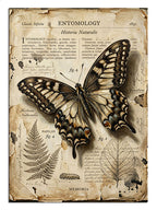 Entomology yazılı vintage kelebek illüstrasyon posteri tablosu.